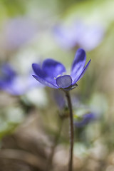 Image showing blue anemone