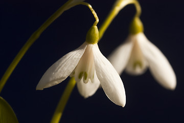 Image showing snowdrops