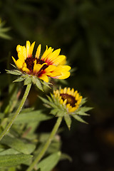 Image showing yellow flowers