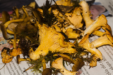 Image showing girolles