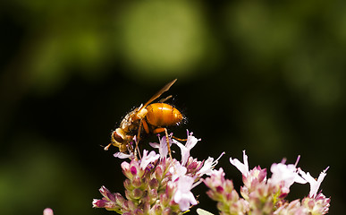 Image showing orange fly