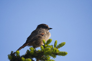 Image showing siberian jay