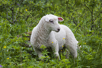 Image showing lamb