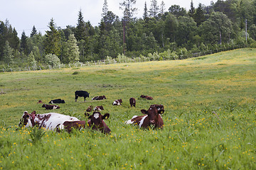 Image showing resting cows