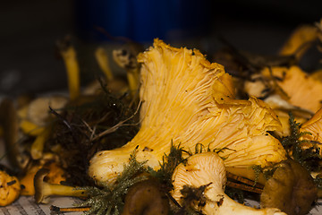 Image showing chanterelles