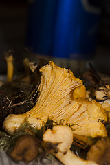 Image showing girolles