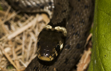 Image showing grass snake