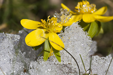 Image showing winter aconites in snow