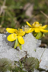 Image showing winter aconites in snow