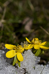 Image showing winter aconites in snow