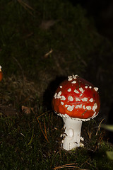 Image showing fly agaric