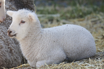 Image showing lamb