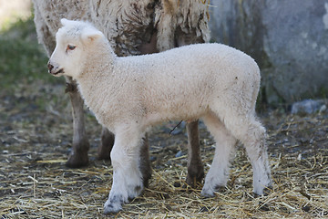 Image showing small lamb