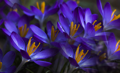 Image showing blue crocus