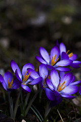 Image showing blue crocus