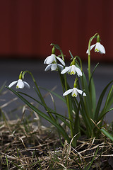 Image showing snowdrops