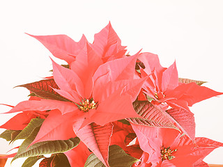 Image showing Retro looking Poinsettia Christmas star