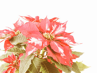 Image showing Retro looking Poinsettia Christmas Star