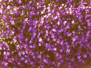 Image showing Retro looking Flowers