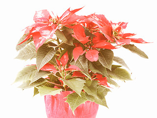 Image showing Retro looking Poinsettia