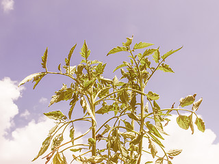 Image showing Retro looking Plug tomato plant