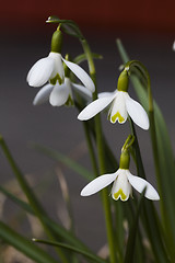 Image showing snowdrops