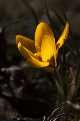 Image showing winter aconite