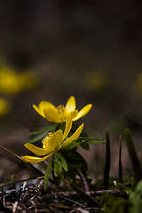 Image showing winter aconite