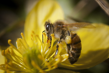 Image showing honey bee