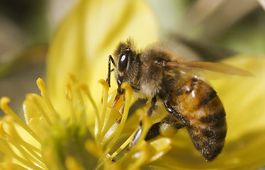 Image showing honey bee