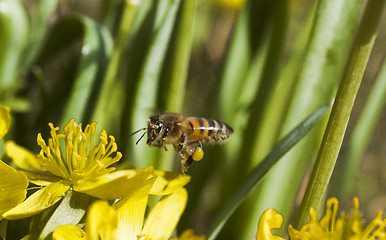 Image showing flying honey bee