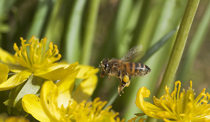 Image showing flying honey bee