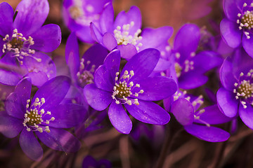 Image showing blue anemones