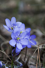 Image showing blue anemones