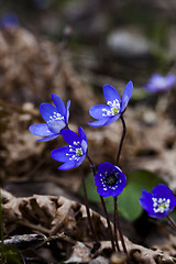 Image showing blue anemones