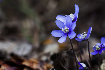 Image showing blue anemones