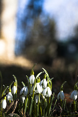 Image showing snowdrops