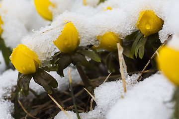 Image showing snowed over