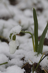 Image showing snowdrop in snow