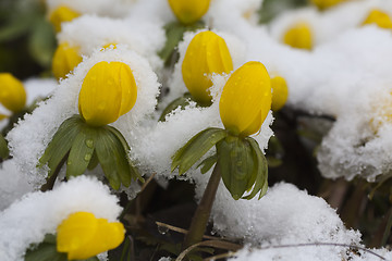 Image showing snowed over