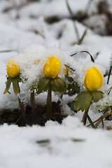 Image showing winter aconites in snow