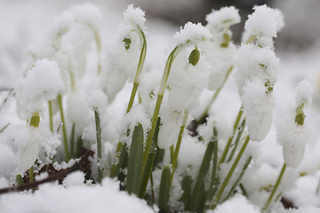 Image showing snowdrops in snow