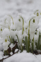 Image showing snow covered snowdrops