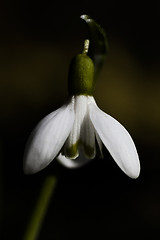 Image showing snowdrop