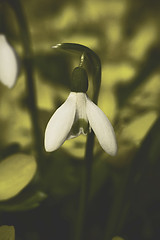 Image showing snowdrop