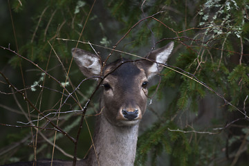 Image showing fallow deer