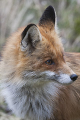 Image showing fox profile