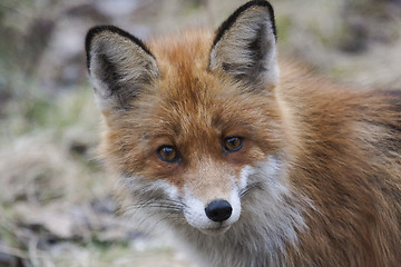 Image showing fox face