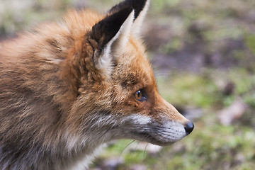 Image showing fox profile