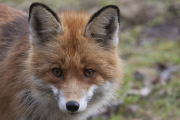 Image showing  fox